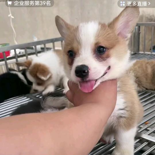 赫仔爸