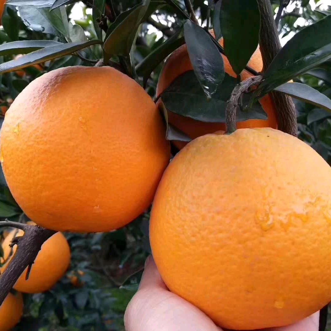 要想长得帅，水果来两袋🍎🍓🍊