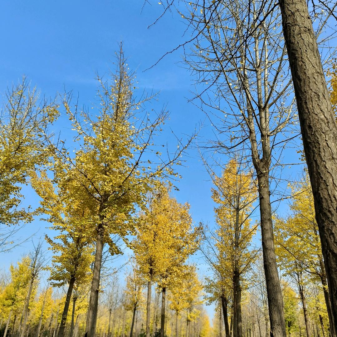 比奇堡最漂亮的女人