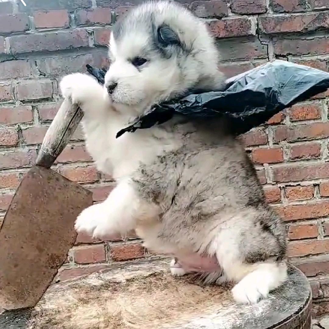 老同志