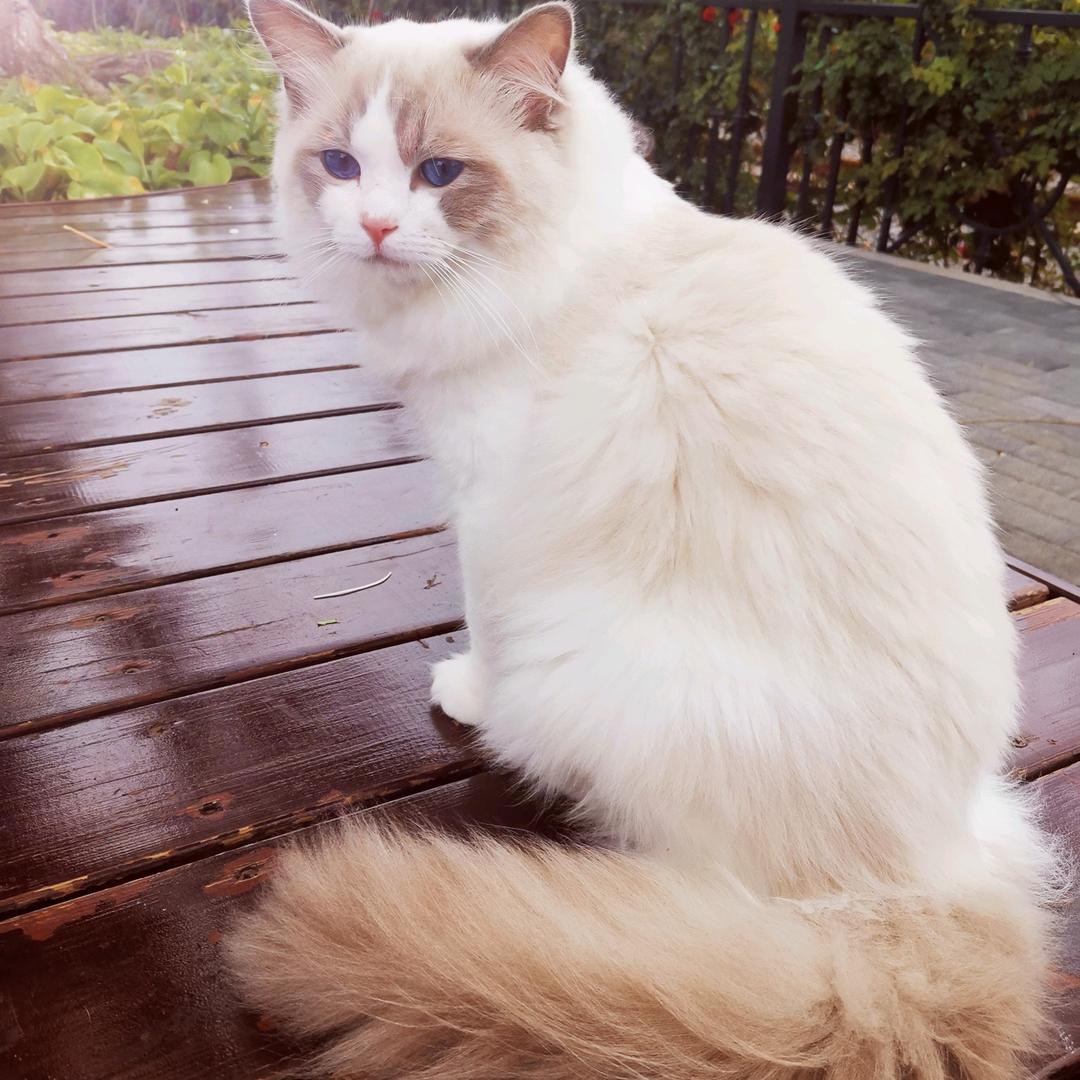 丹丹叮当喵（秦皇岛）