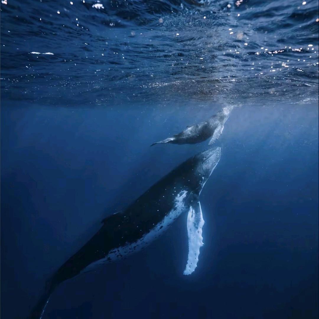 灰鲸🐋