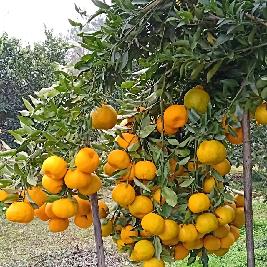 山哥橙子