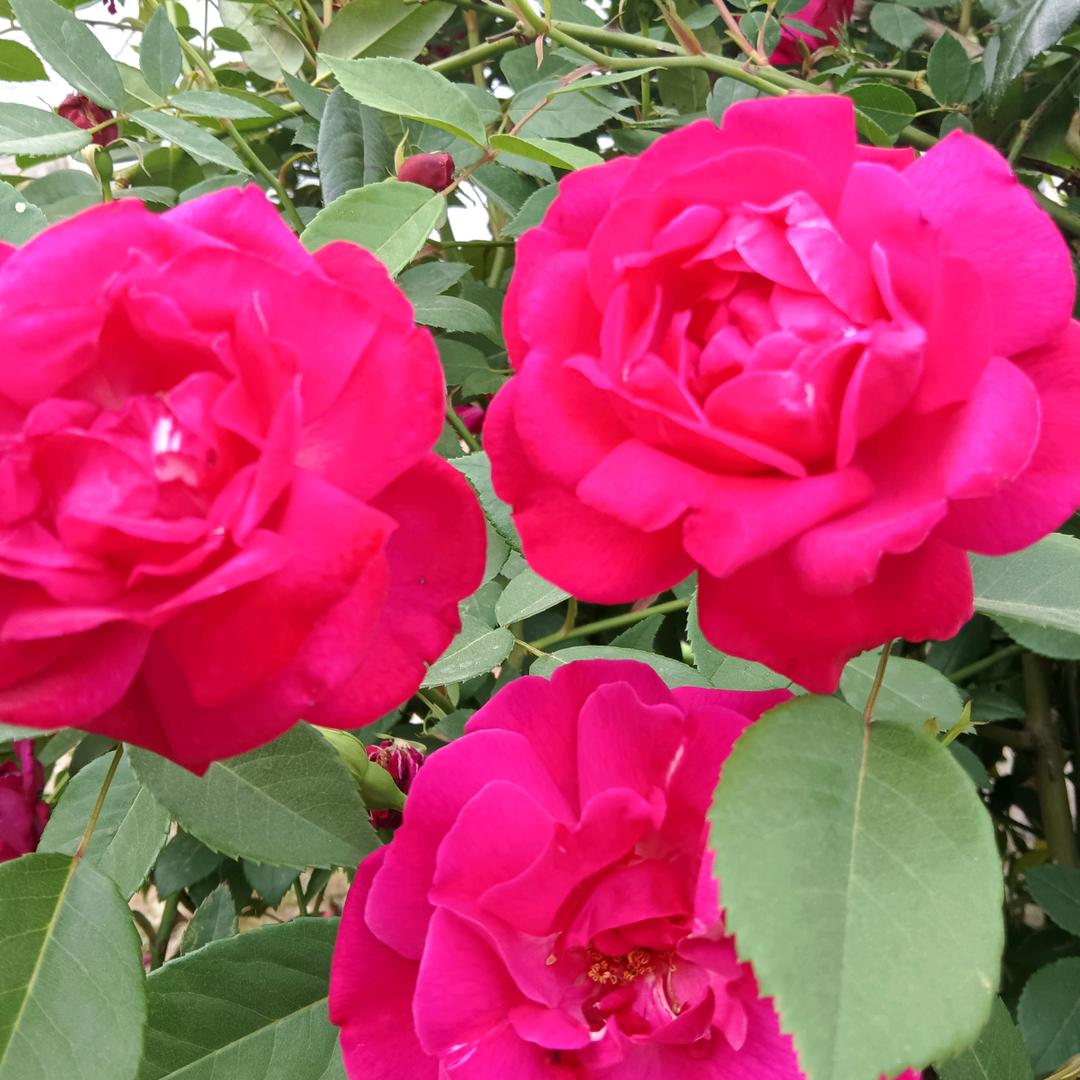 🌺心愿🌺