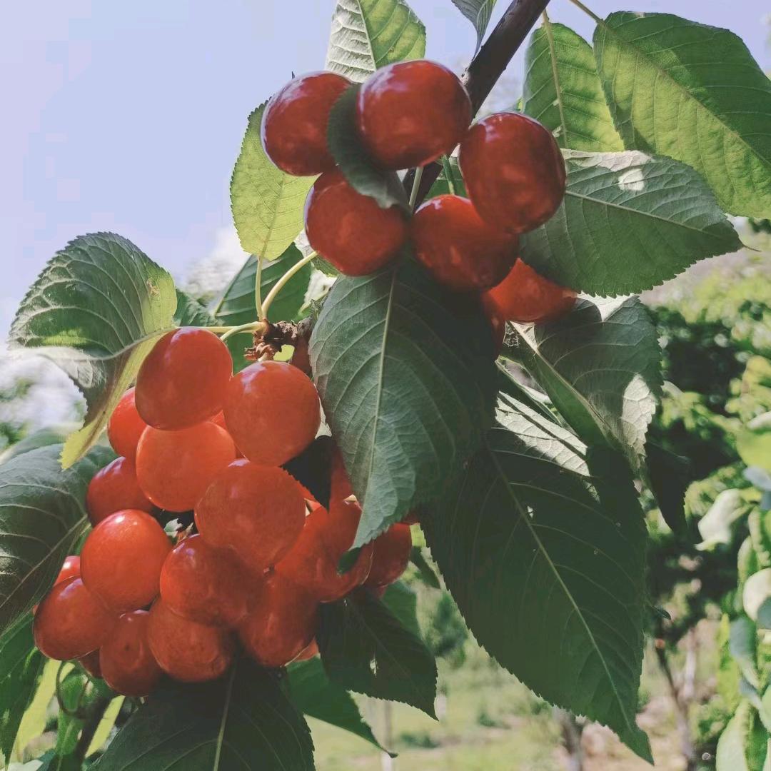 幸福长刘🌹💝