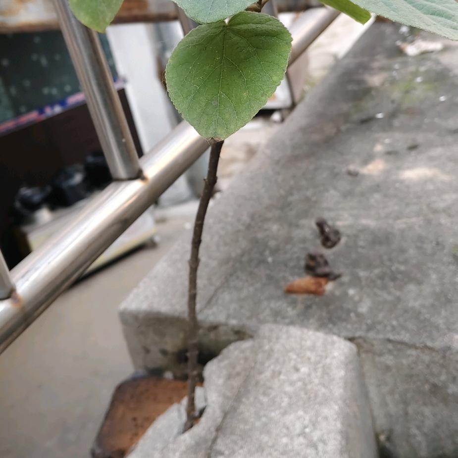 ☆ ♥爱的一天♥