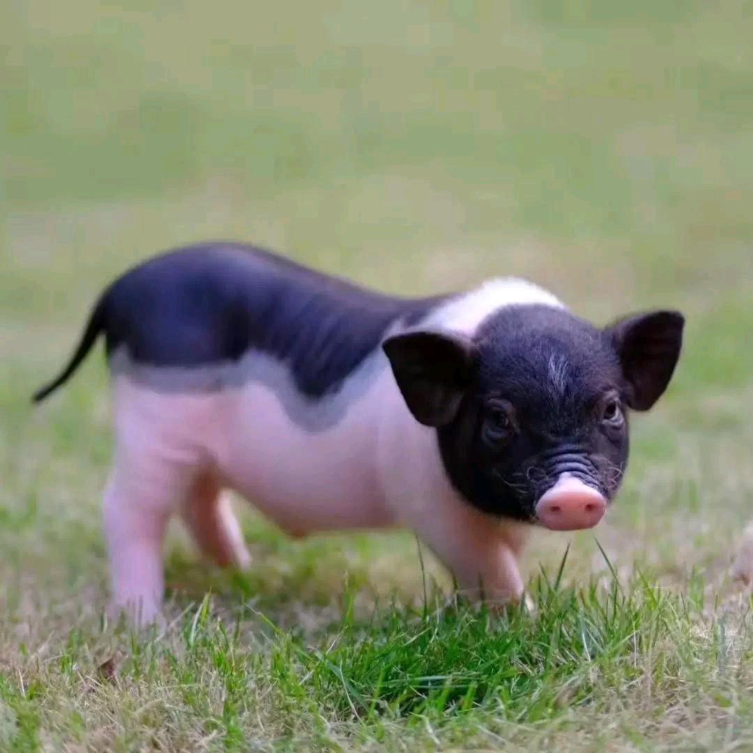 专用酒席奶猪铺子