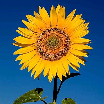 月色中的栀子花香