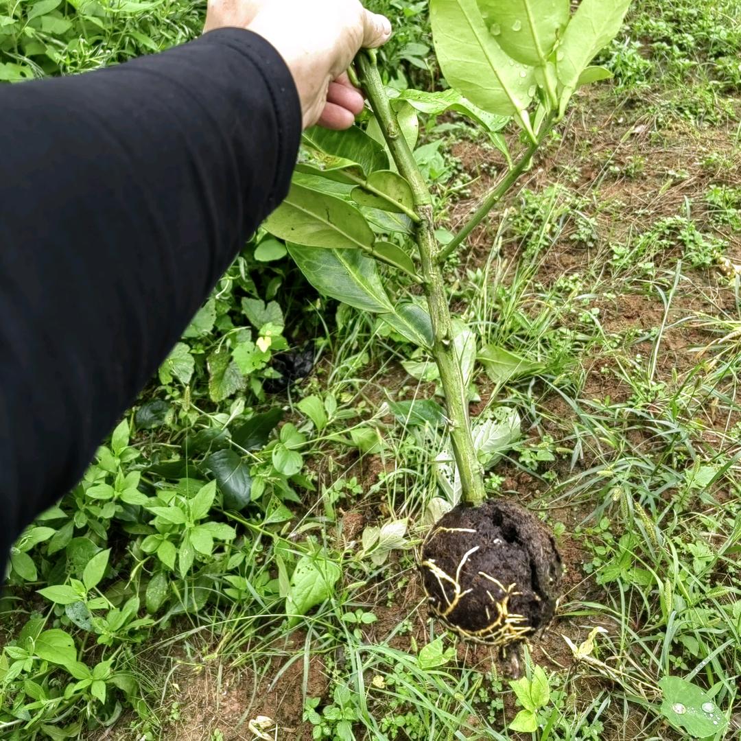 陶观缘
