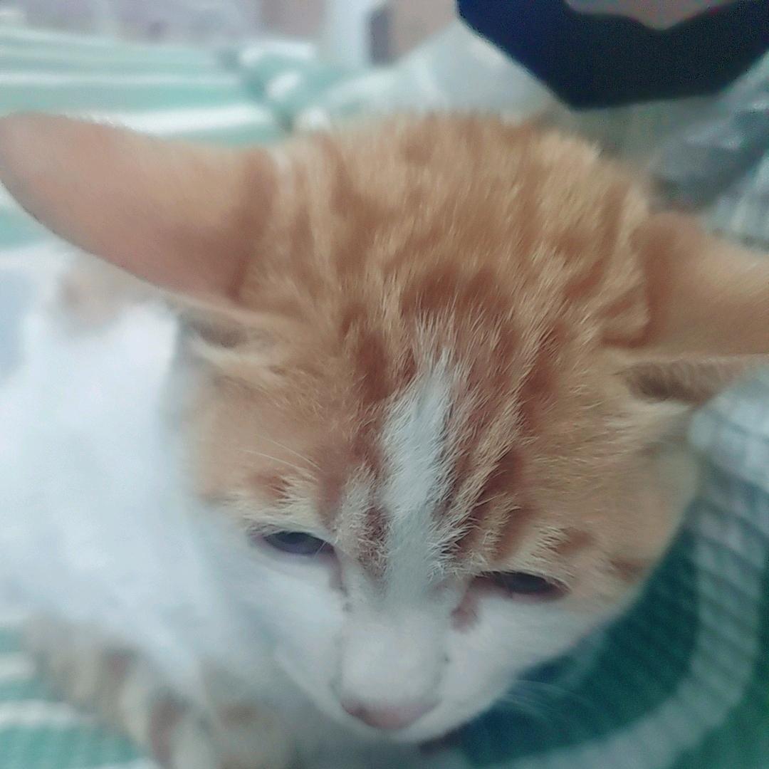 智能萌宠