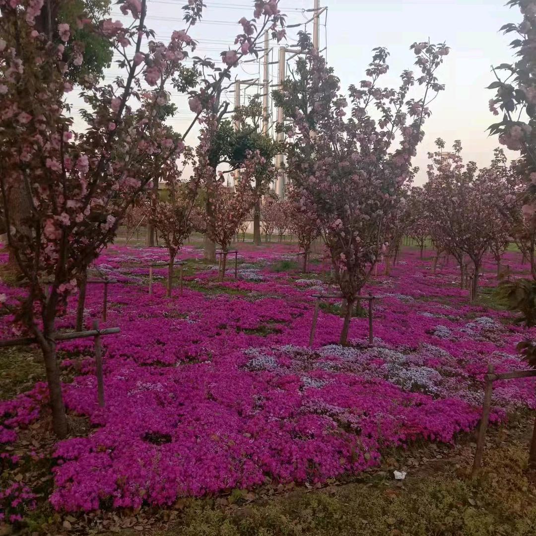 昙花虽美终究一现
