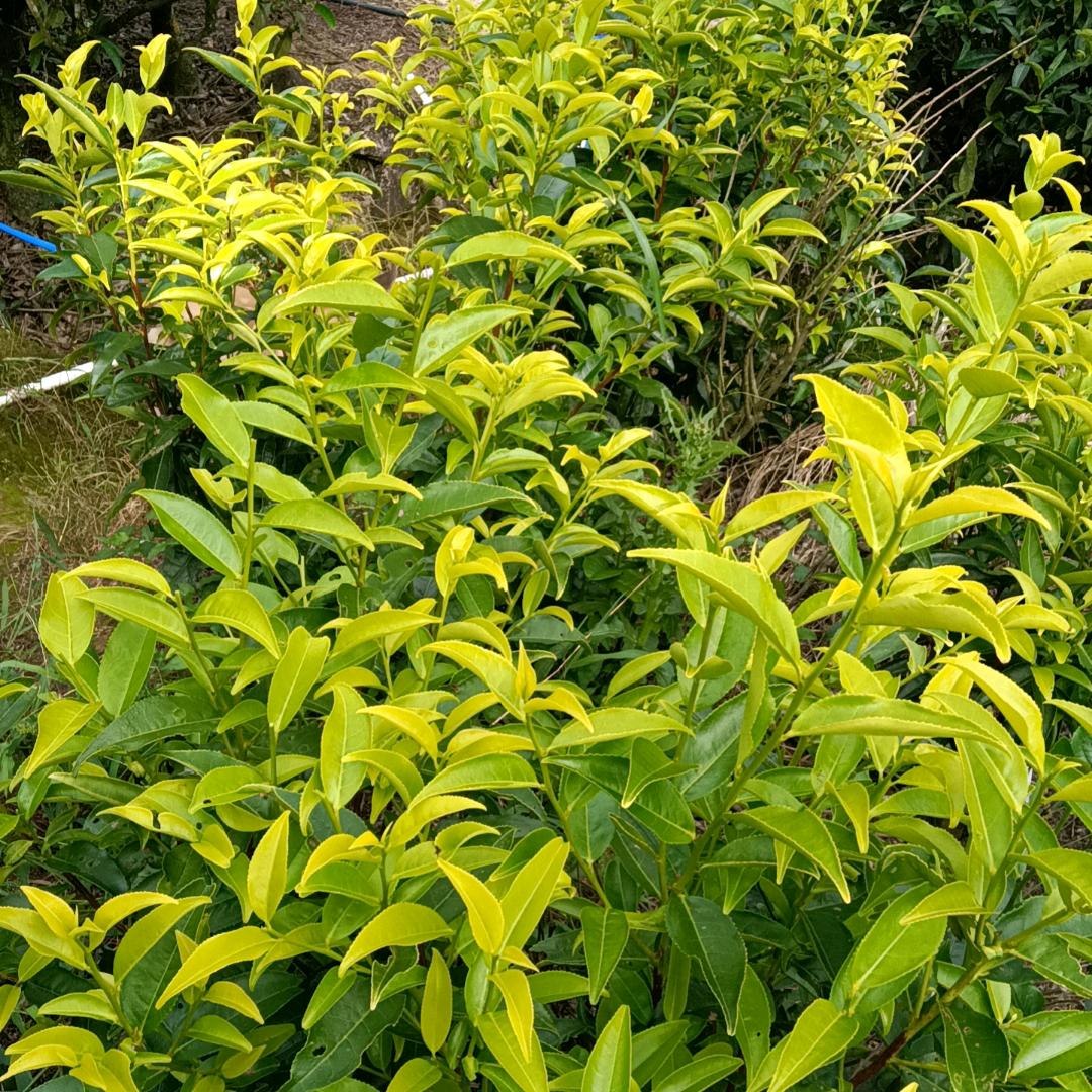 @伊欧尤