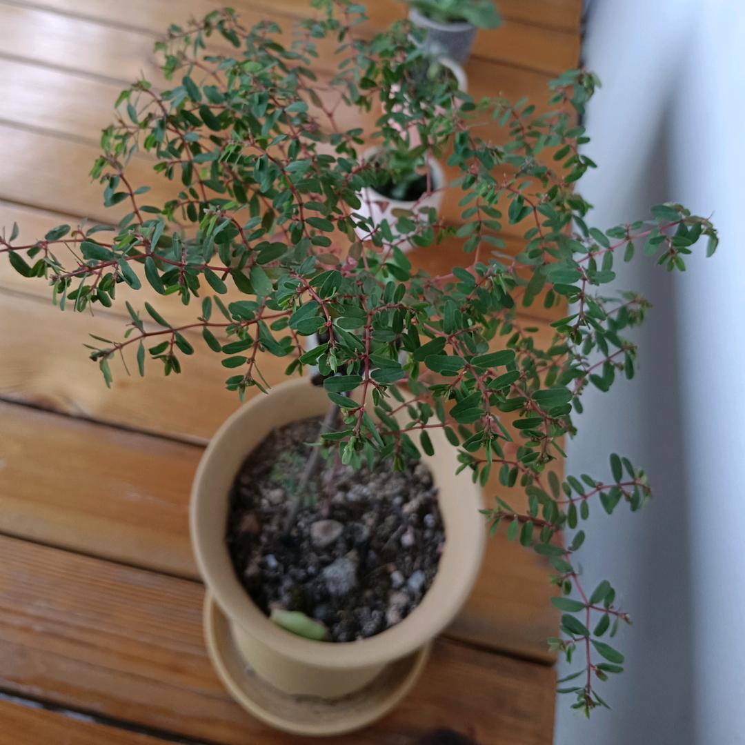 安利（青阳）