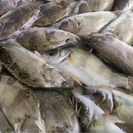 小闯哥爱吃鳜鱼