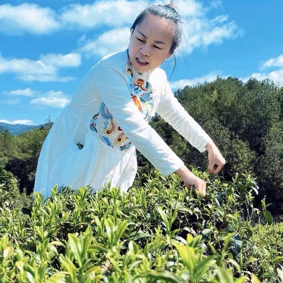 虎云高山茗茶