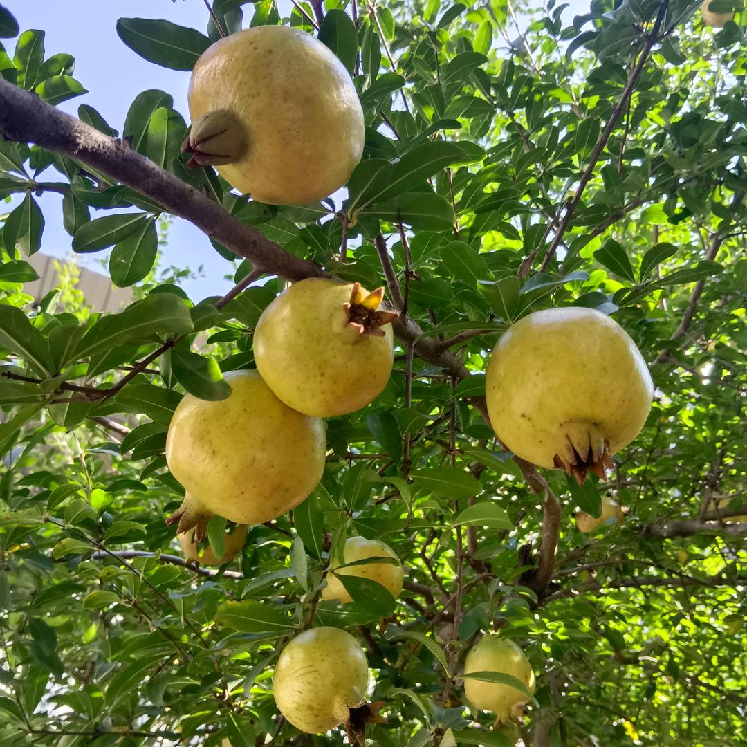 聂金币歌舞化妆戏。