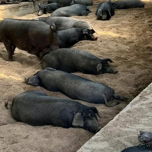 贵州新鑫生态农牧臻选阁