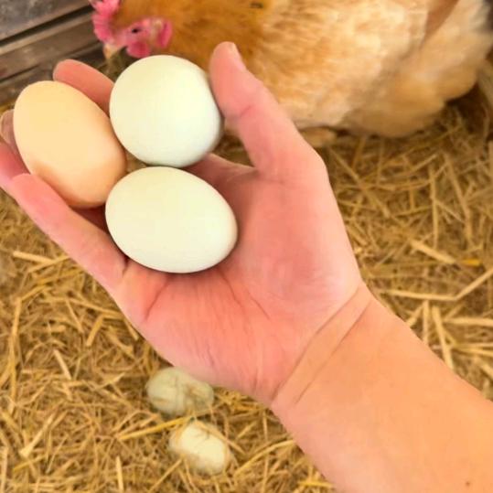 爷俩好农产品养殖园