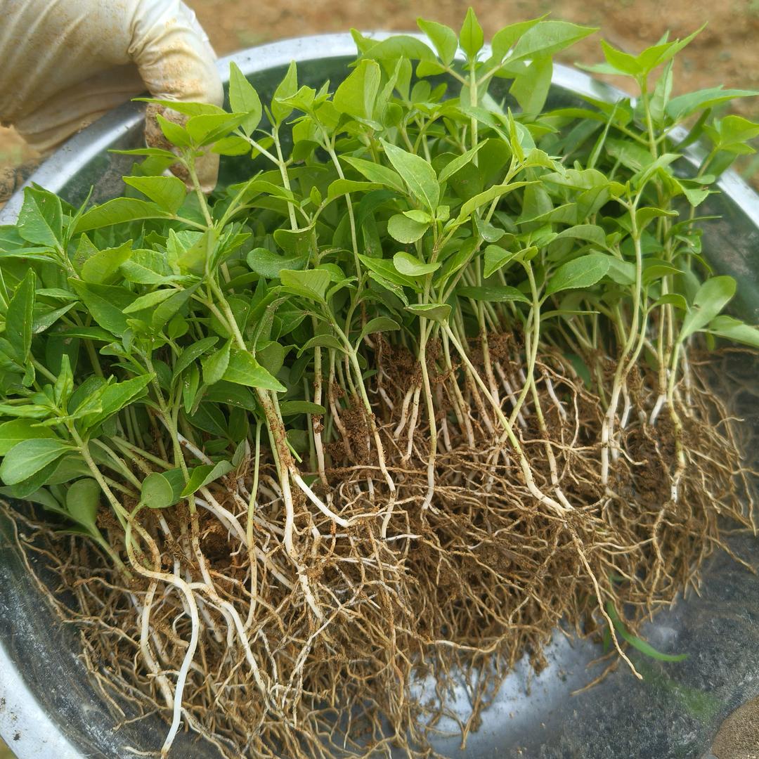 川黄柏苗育苗种植