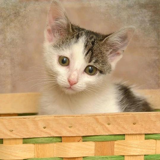 一花一叶一菩提