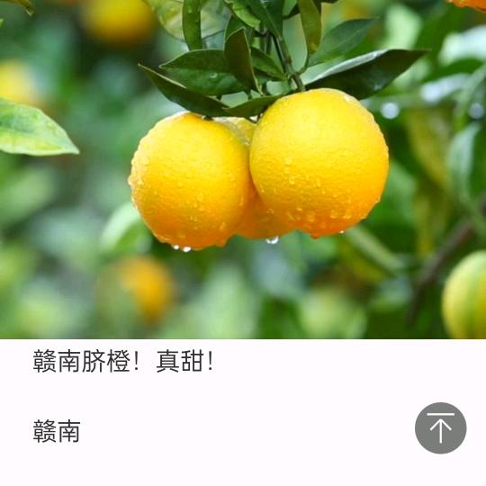 橙信第一(赣南脐橙果园直发)