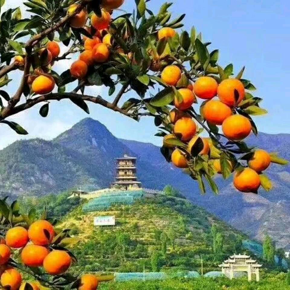 光头佬优选