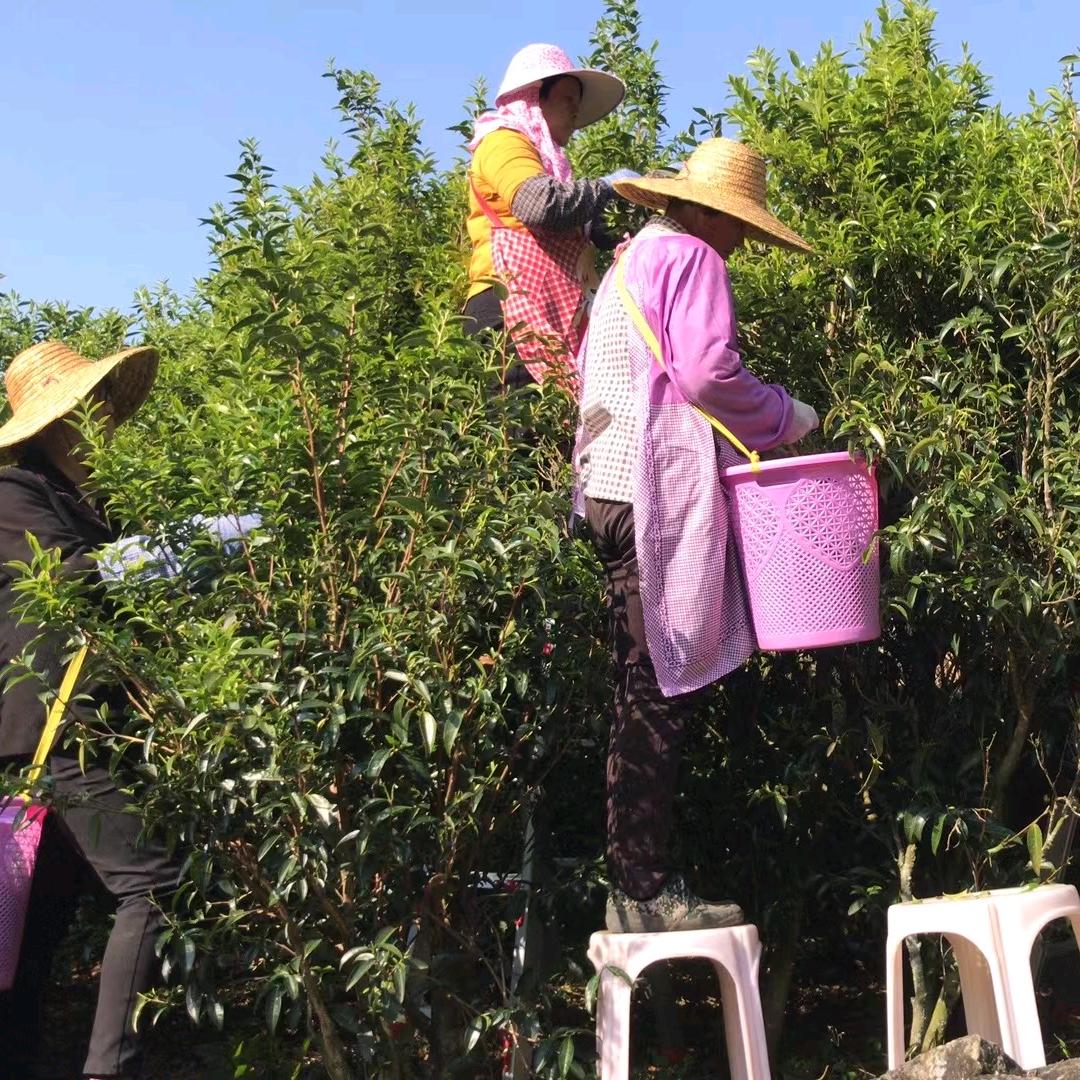 黄文斌茶叶加工，茶苗出售，干茶批发零售。