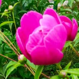 一生有我独宠艺人