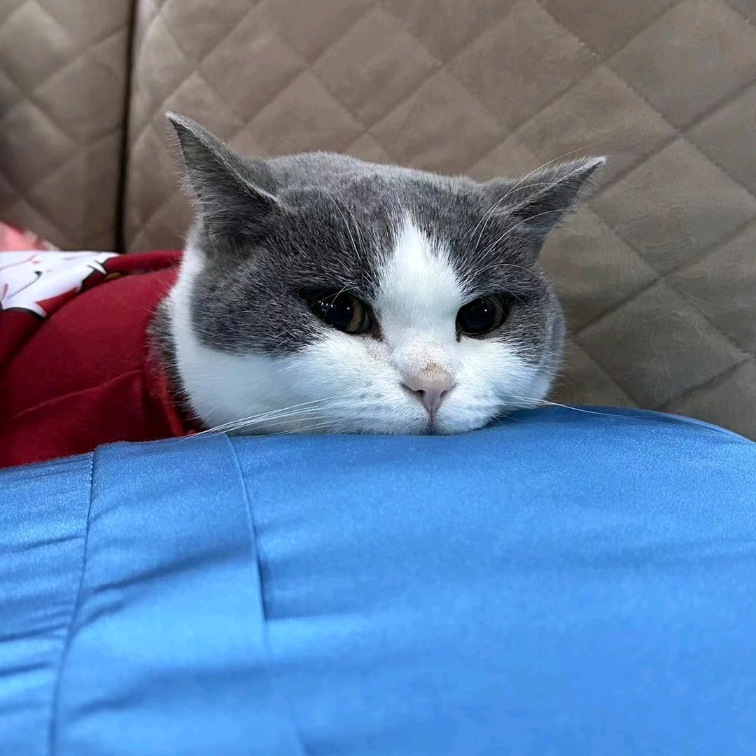 拉粑粑小魔仙