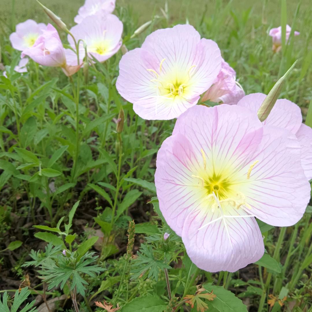 云缨🌺