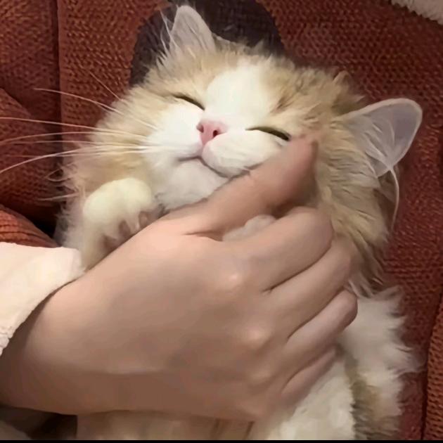 帽子