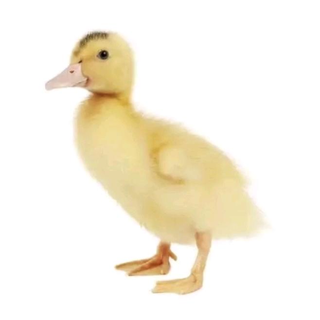 🦆