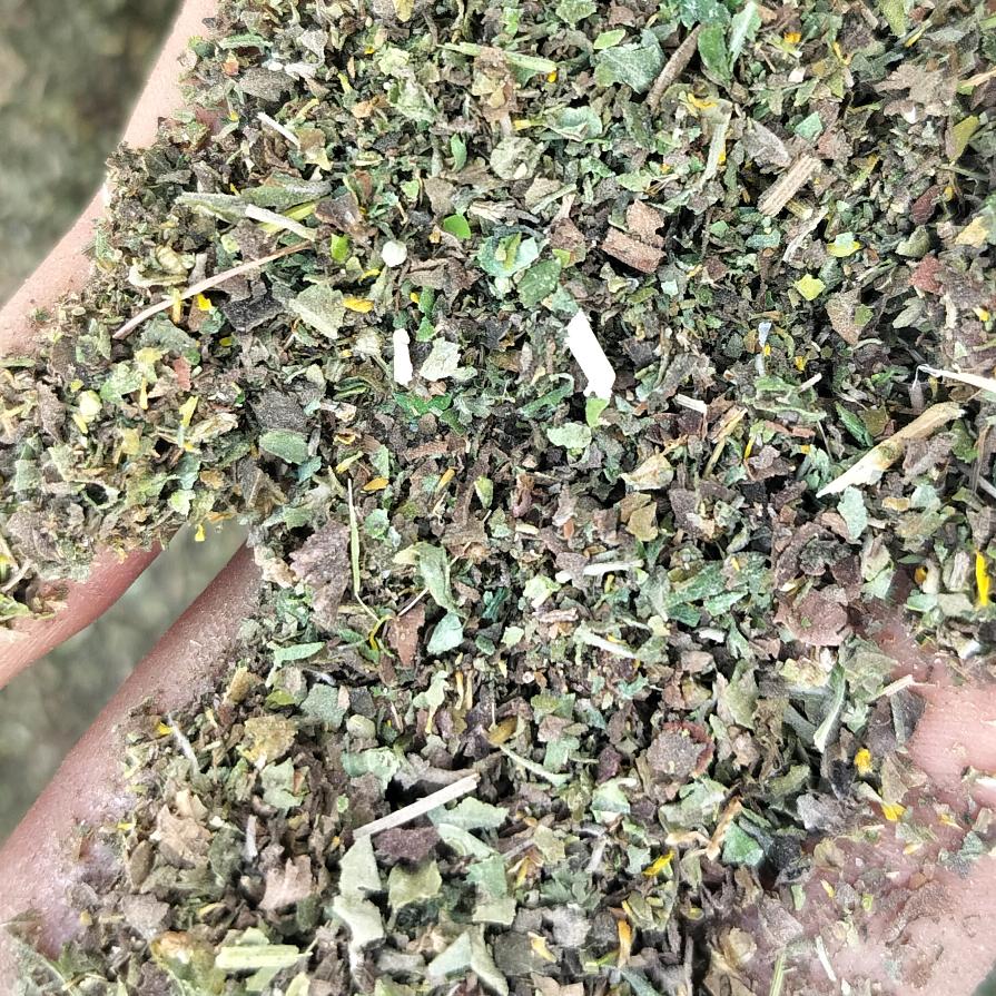 高含量野菊花叶子！