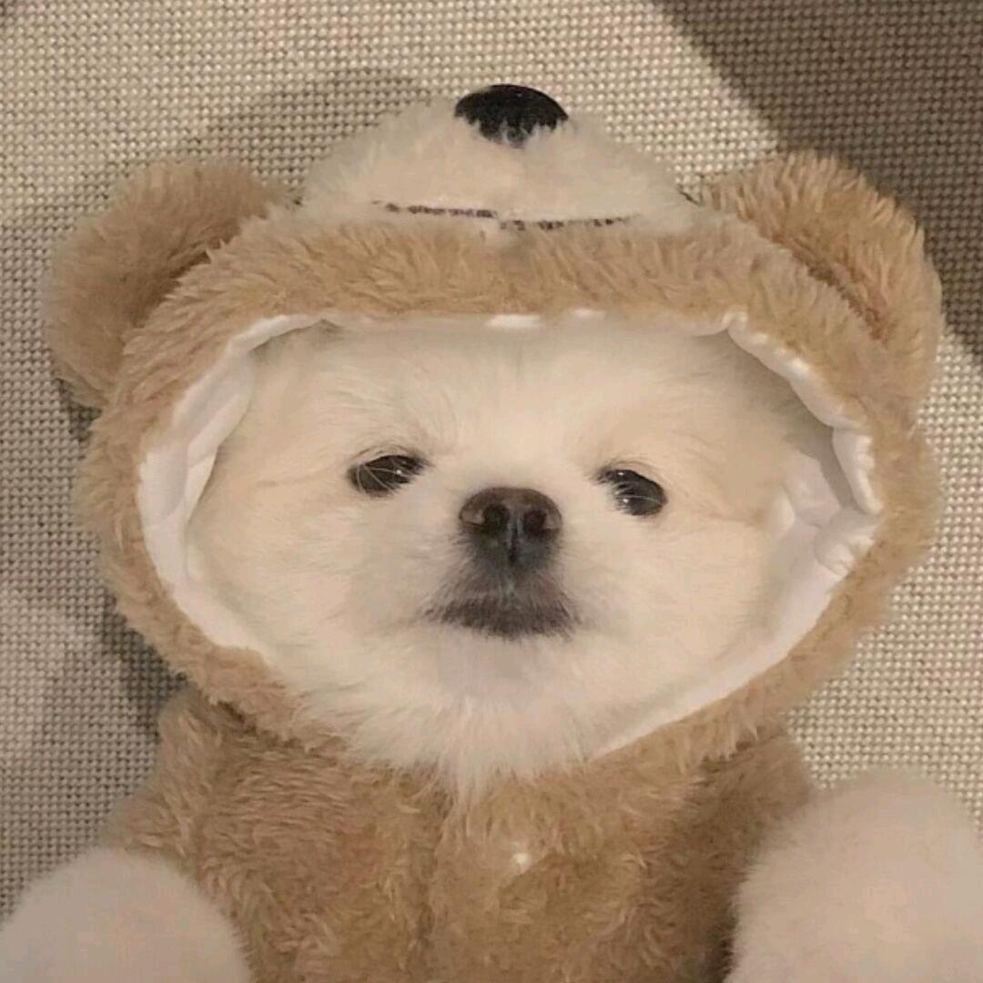 爱吃香菜的小豆子