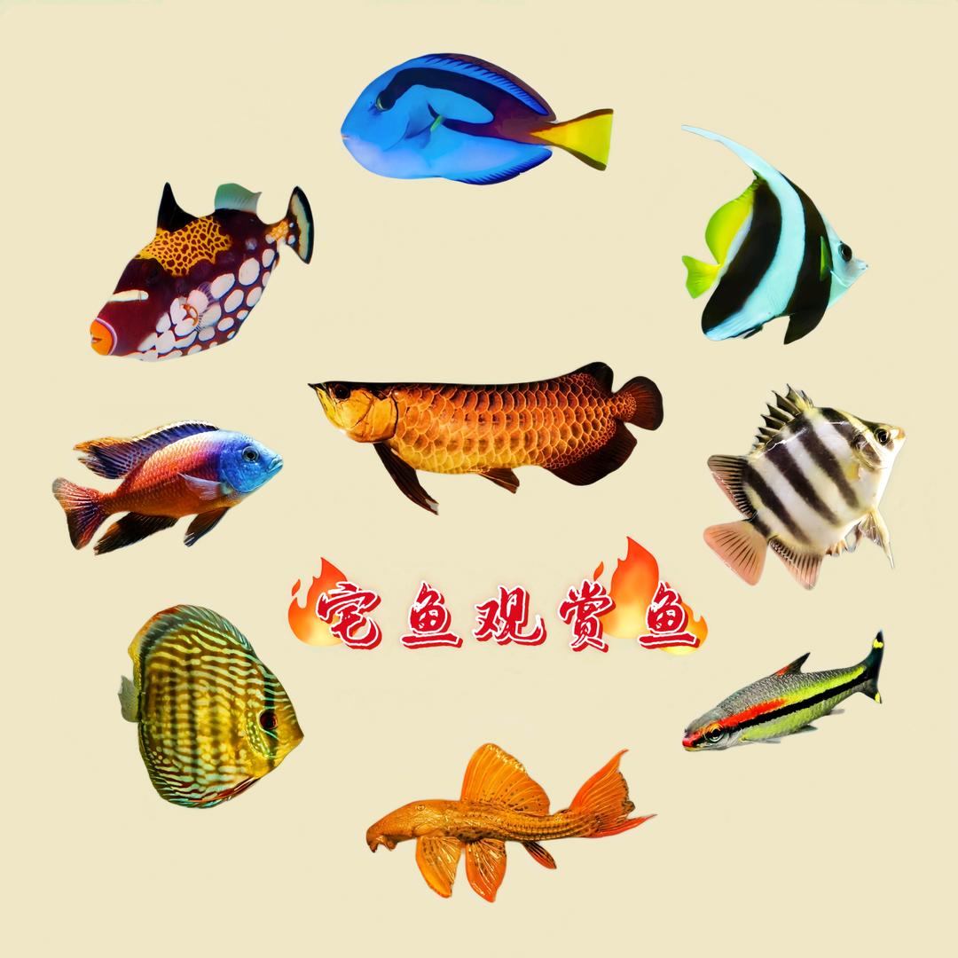 宅鱼观赏鱼