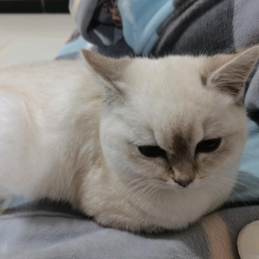 团团和肥肥是一只小小猫。