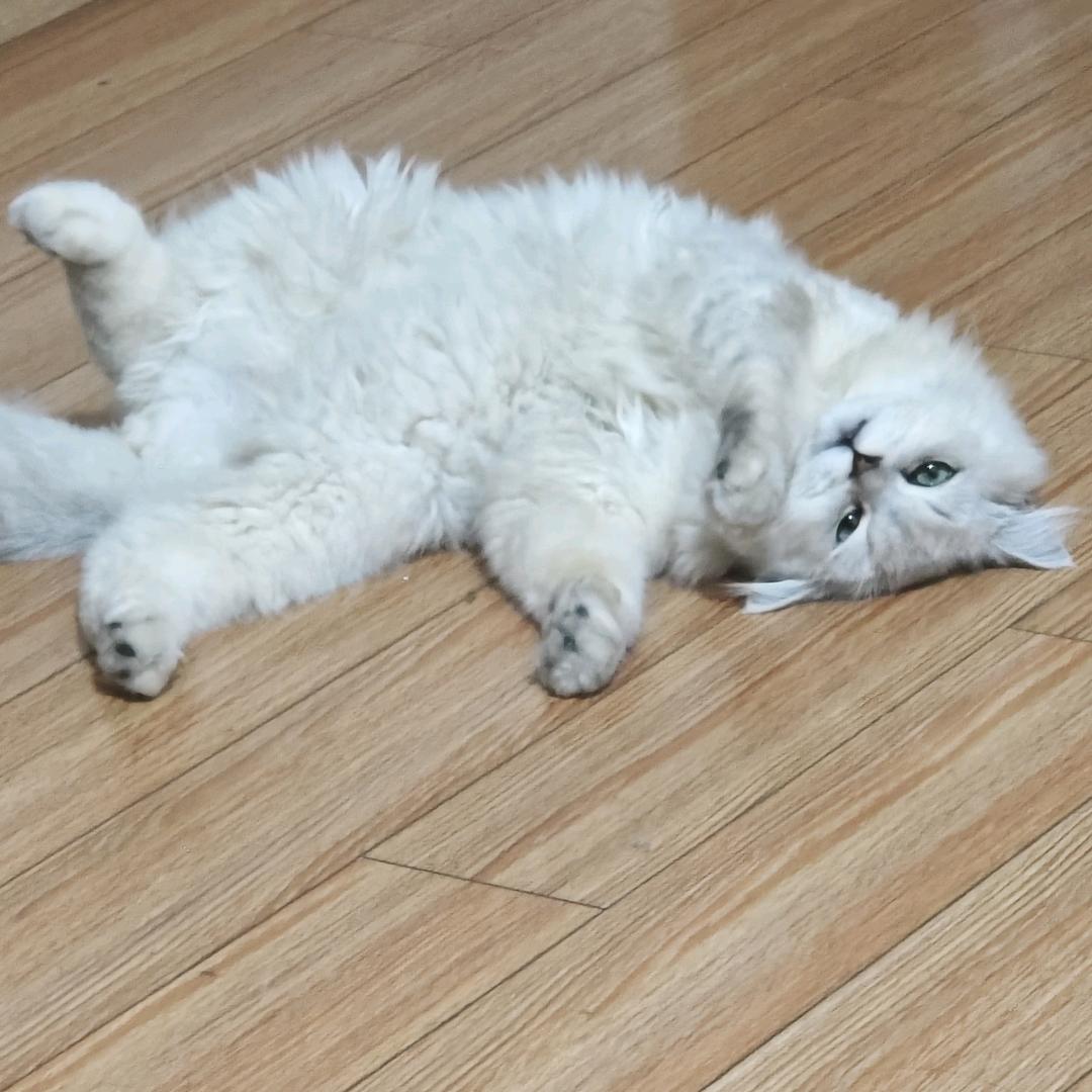 子夜-峡谷也迷路、