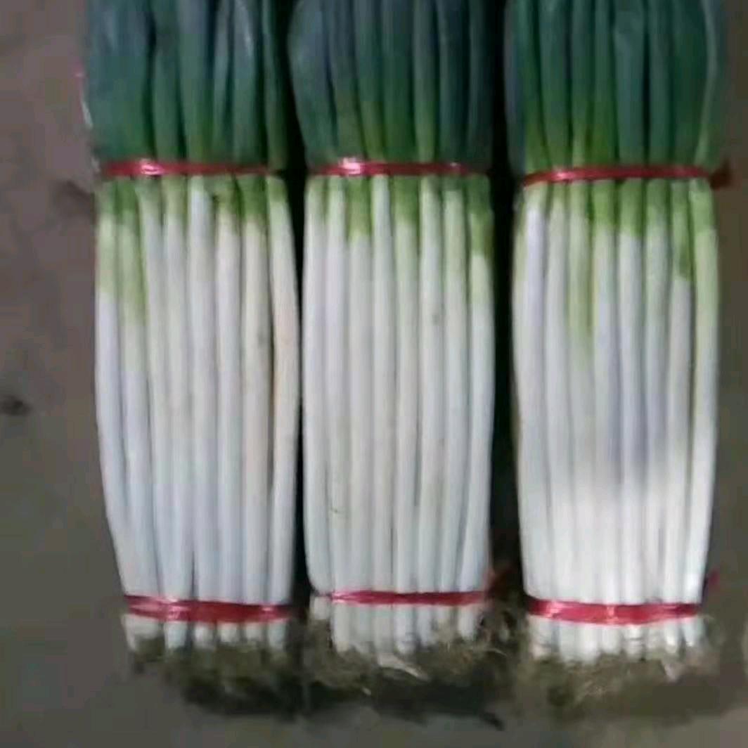 坤琦种业铁杆钢葱苗育苗基地