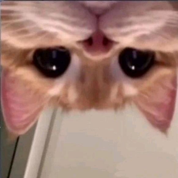 枥