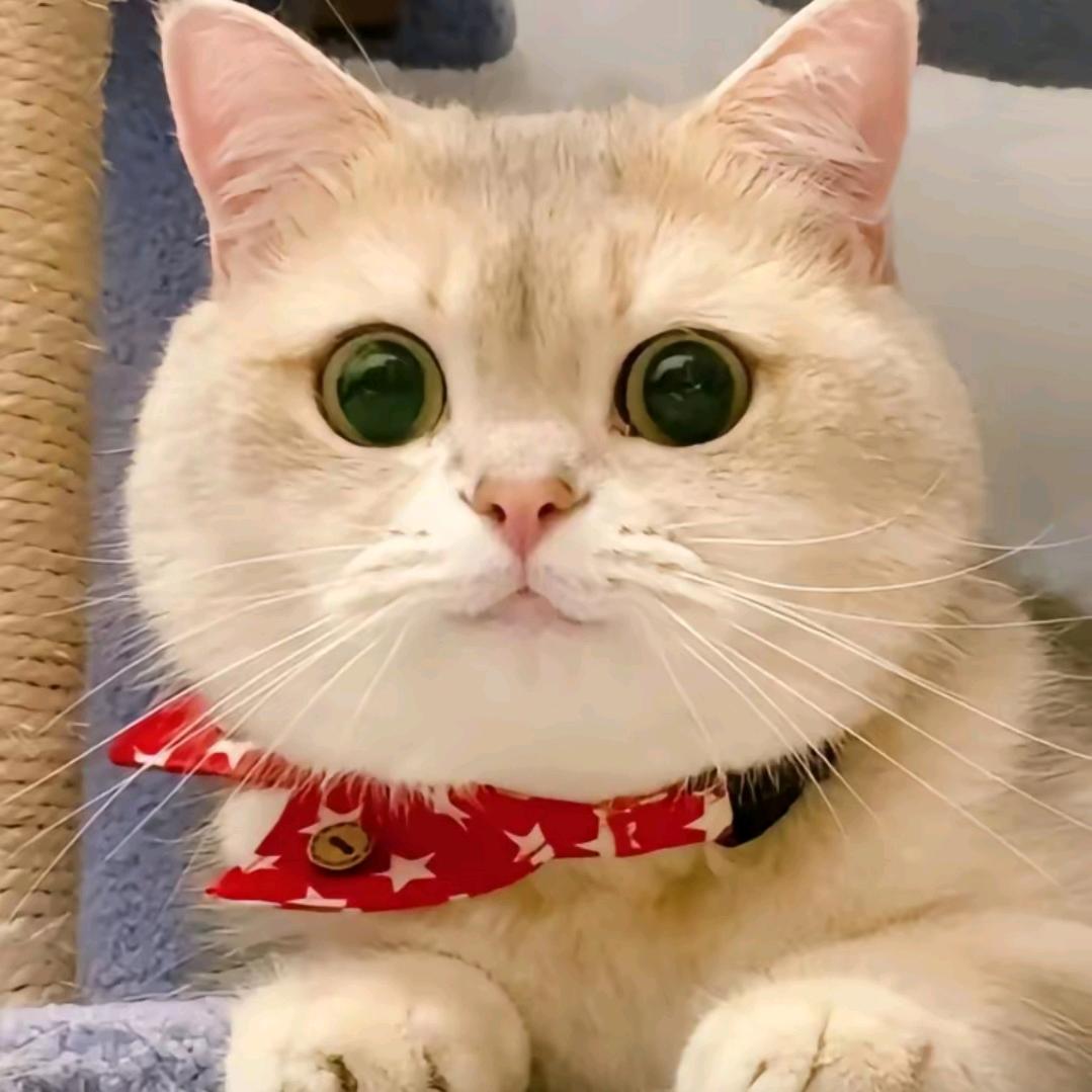 猫T(青袊)(狂风电竞小客服)