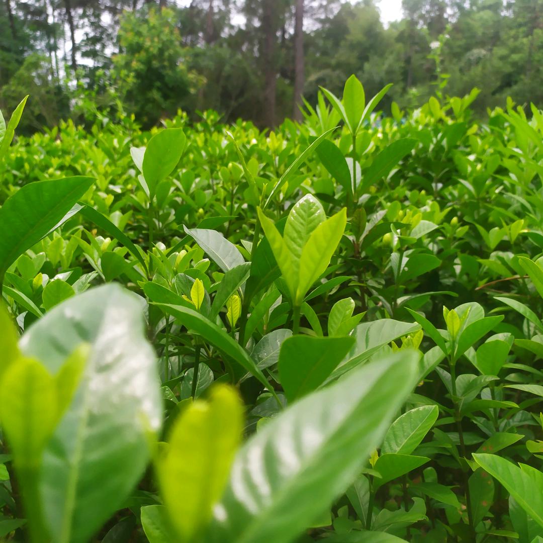 爱吃鱼的灰兔子