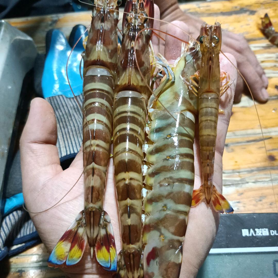 海鲜运输🦐