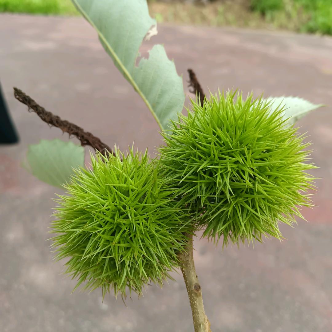 杰克