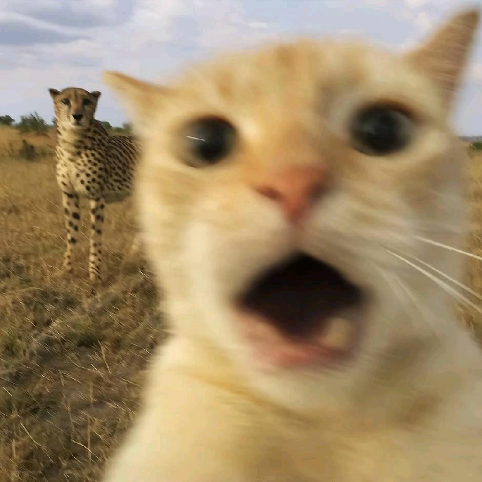 加微