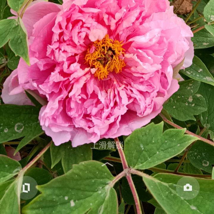 老孙的幸福生活