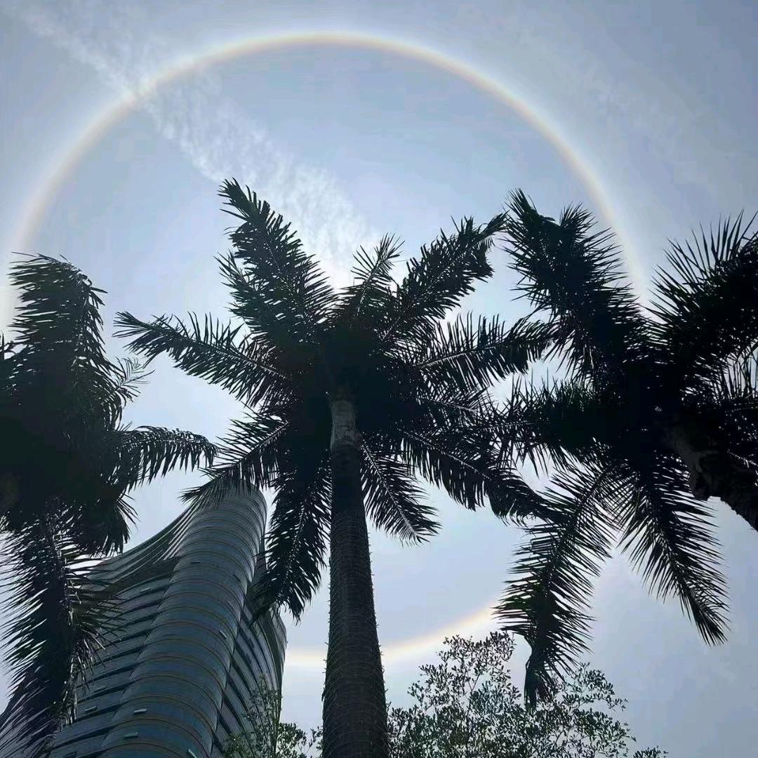 梅花开放在腊月李