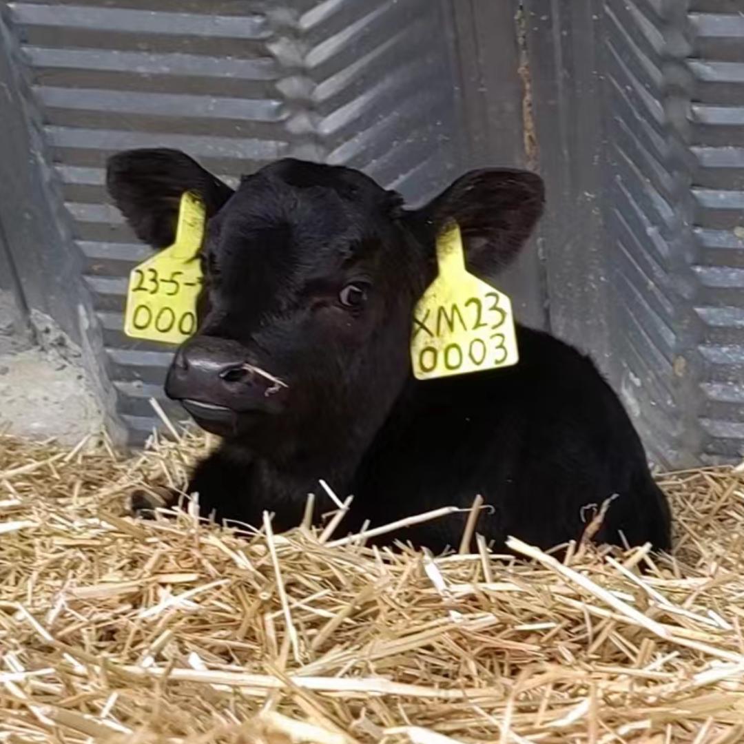 陕外和牛-清涧牧场