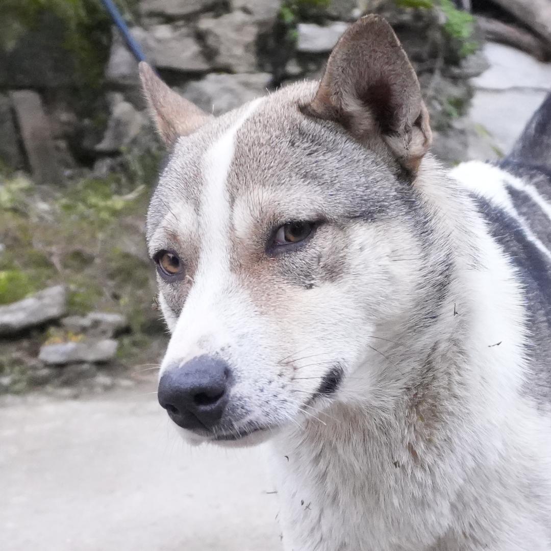 半截的诗