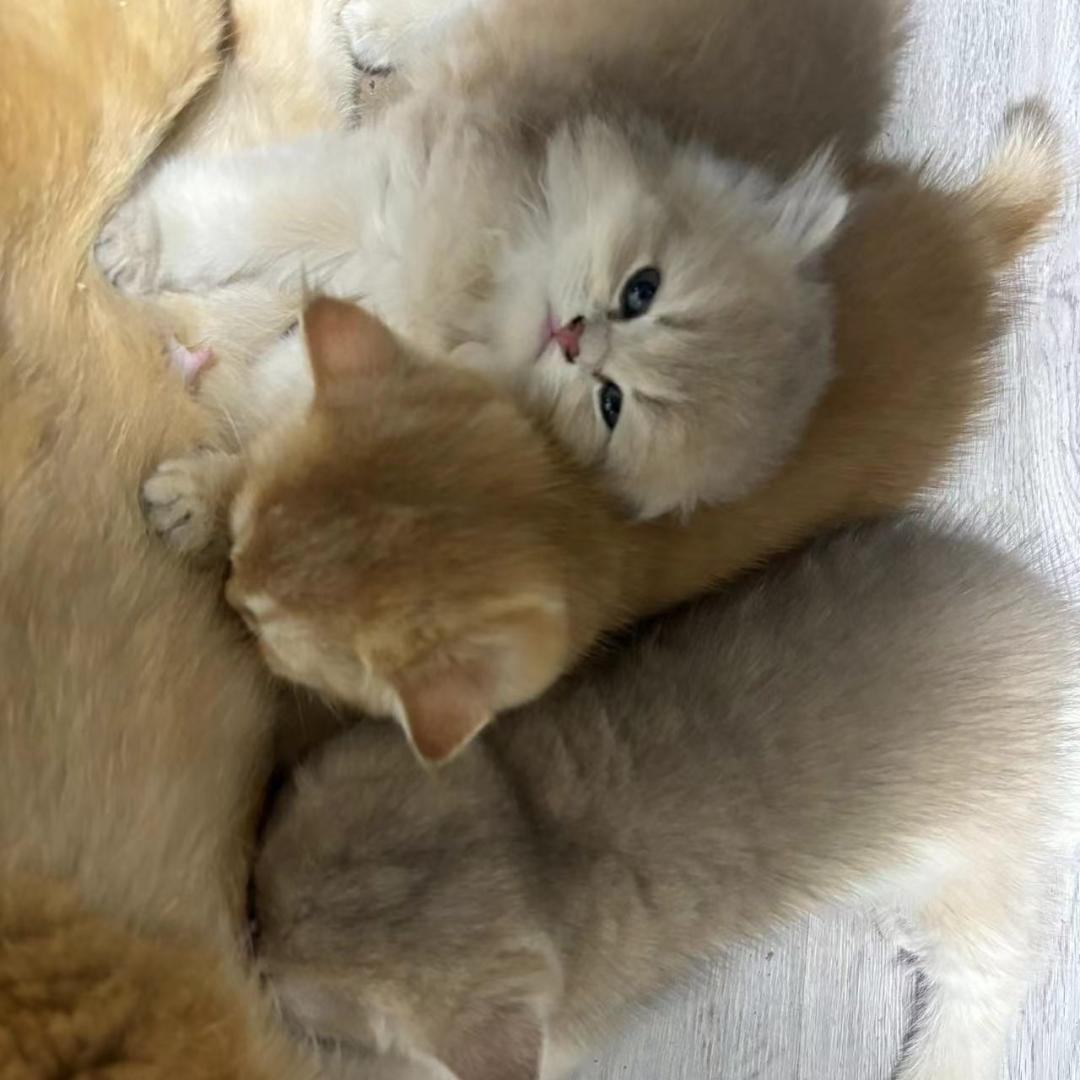 超级无敌神奇海螺帅气185欧气善良好客版