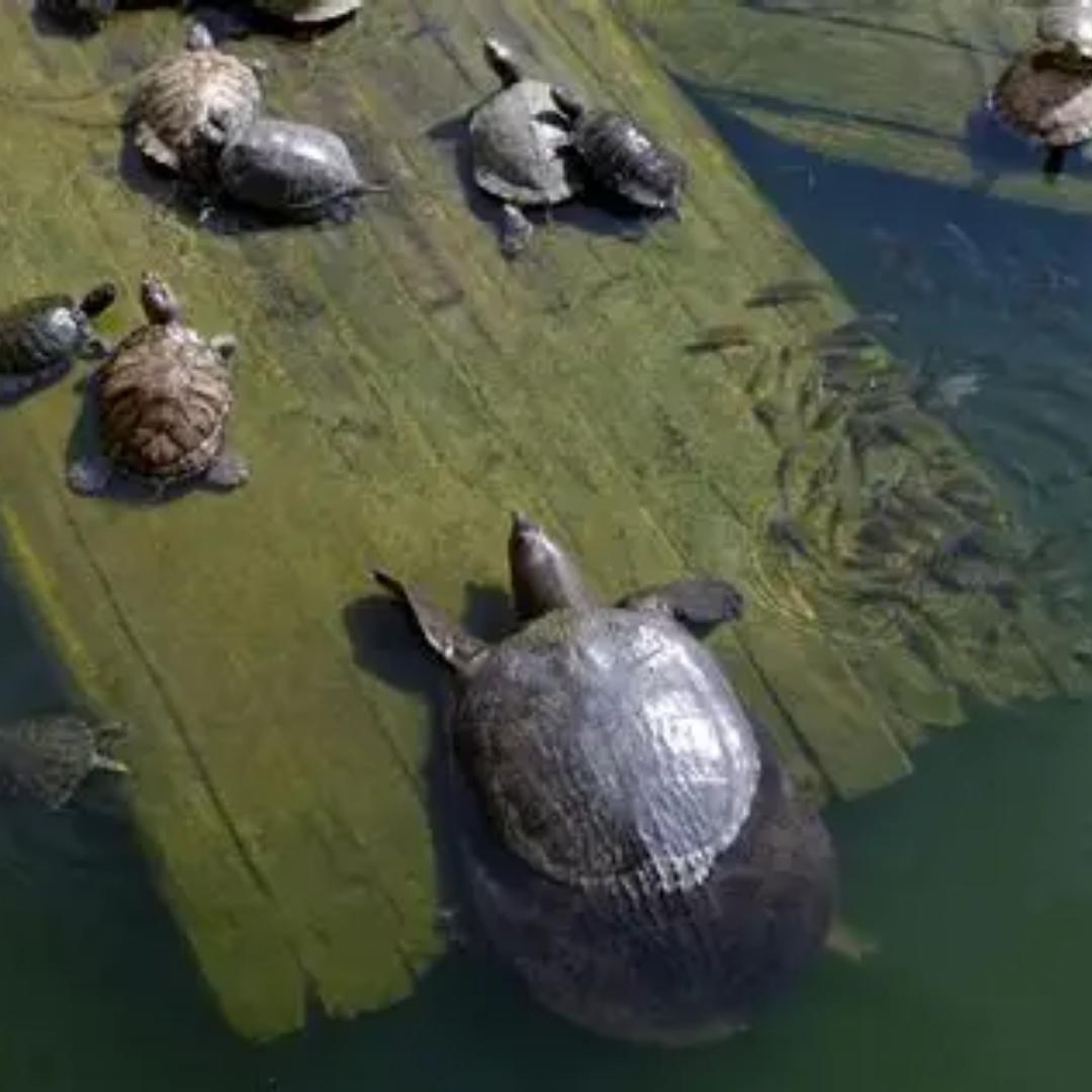 甲鱼养殖技术分享